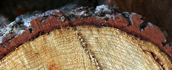ENTRE MADERA IMAGEN CORTADA BAJA RESOLUCION Carpintería Ebanistería Restauración Muebles Ávila Madrid España